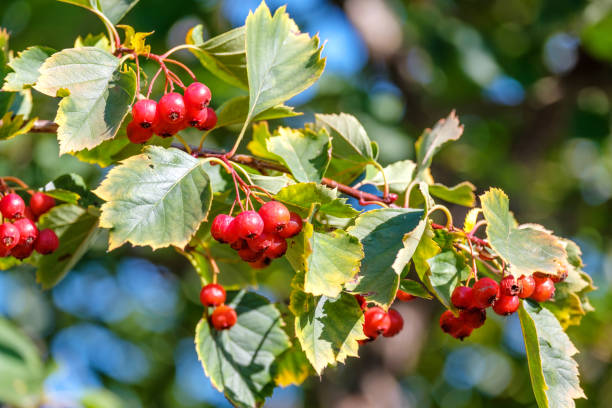 istock hawthorn berries on a branch with damaged leaves 1163112354
