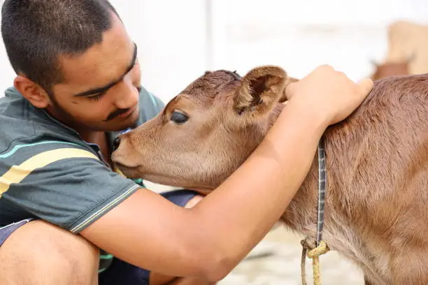 A Boy Petting A Calf With Love