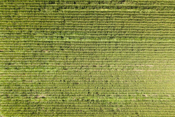 istock Large mature Corn field, Top down aerial image. 1163114016