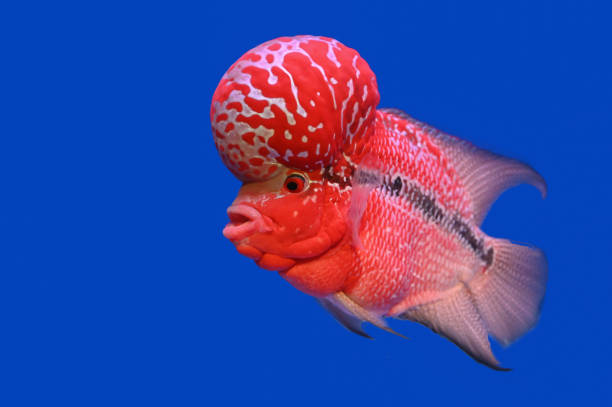 istock Beautiful Cichlids on a blue background. 1163115268