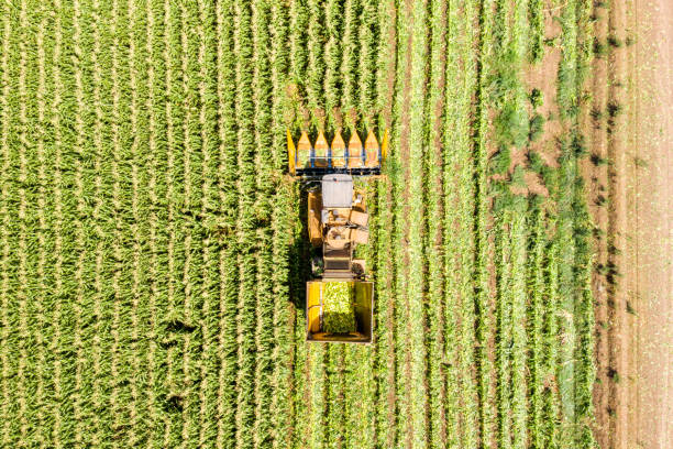 istock Corn picker harvesting a large filed of sweet Corn, Aerial image. 1163115509