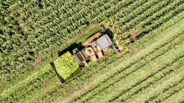 istock Corn picker harvesting a large filed of sweet Corn, Aerial image. 1163115883