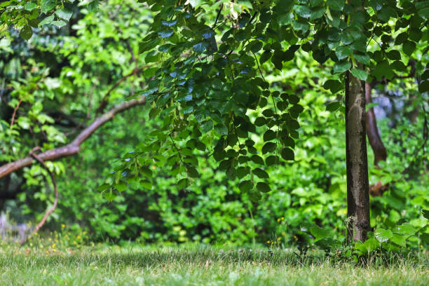 istock green summer garden background 1163116104