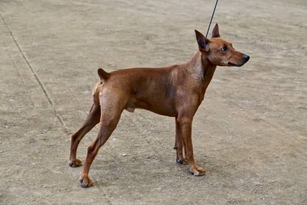 istock Well Groomed Dogs at Obedience Class 1163117229