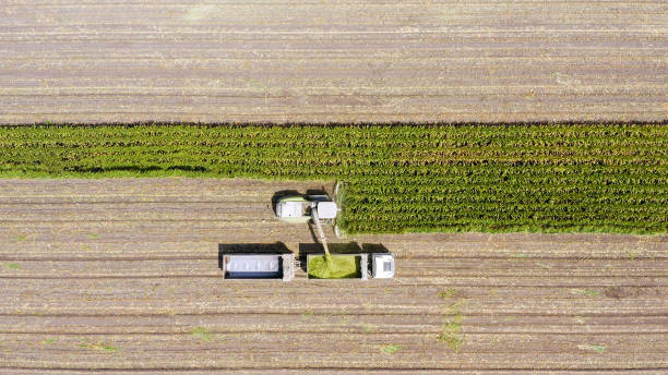 istock Corn for Silage - Combine harvesting and loading silage onto a double trailer truck 1163119357