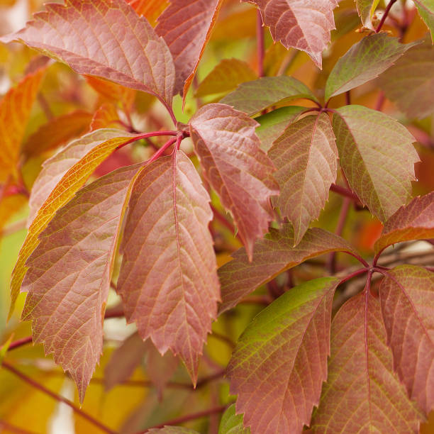 istock beautiful bright autumn leaves of hops 1163120529