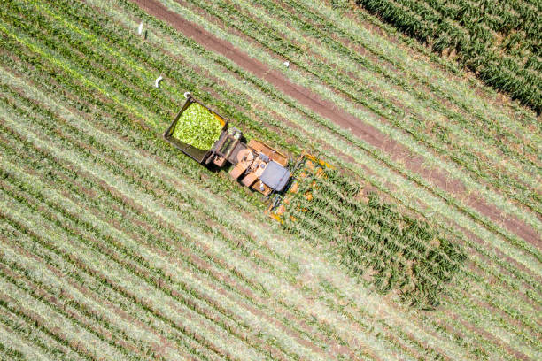 istock Corn picker harvesting a large filed of sweet Corn, Aerial image. 1163121137