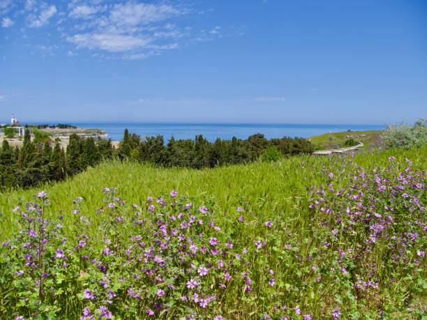 istock Beautiful Red poppy flowers on fields Crimea 1163121337