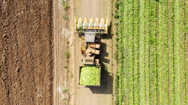 istock Corn picker harvesting a large filed of sweet Corn, Aerial image. 1163121480