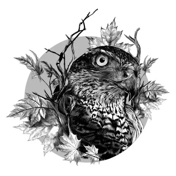 Vector illustration of bird head hawk close-up in a circle surrounded by dry branches and autumn maple leaves