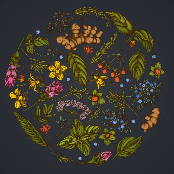 okrągły kwiatowy wzór na ciemnym tle z angeliką, bazylią, jałowcem, hipericum, rozmarynem, kurkumą - angelica plant flower uncultivated stock illustrations