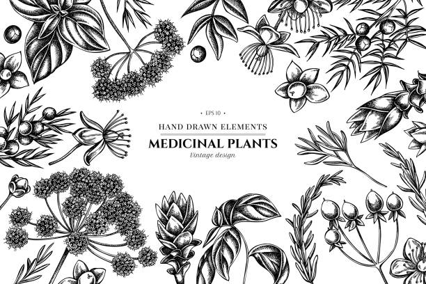 흑백 안젤리카, 바질, 주니퍼, 하이페리쿰, 로즈마리, 심황을 함유한 꽃무늬 - angelica herb herbal medicine root stock illustrations