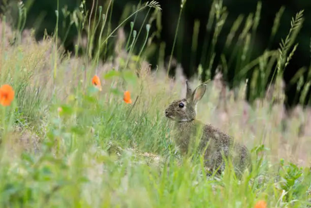 European rabbit hiding in a meadow.