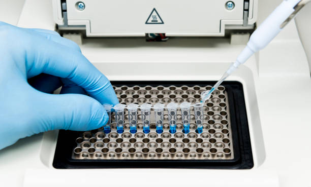 Researcher mixed DNA, polymerase and dNTPs mixture by pipetting in PCR tubes on the thermal cycler stock photo