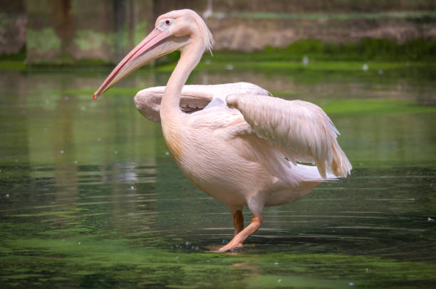 istock Great White Pelican bird in swamp water 1163127495