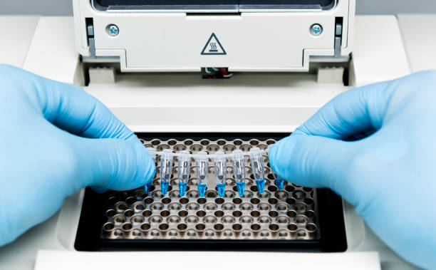 Scientist puts PCR tube strips on the thermal cycler to DNA and RNA amplification stock photo