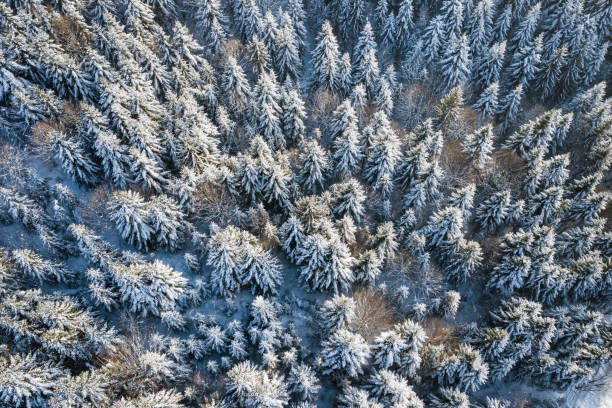 istock Mountain snow covered pine forest, top down aerial view. Winter landscape. 1163128448