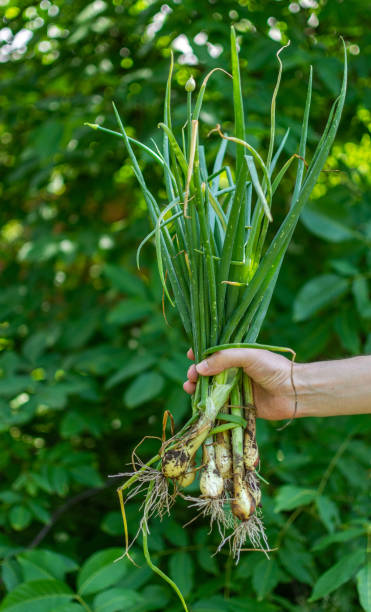 istock Man holds fresh onion in his hand 1163130129