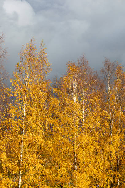 Birch tree top against cloudy sky Birch tree in sunset light against cloudy sky birch gold group reviews with reviews stock pictures, royalty-free photos & images