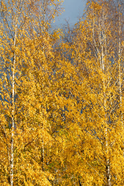 Birch trees autumn yellow foliage background Birch trees autumn yellow foliage nature background birch gold group reviews nationwide stock pictures, royalty-free photos & images