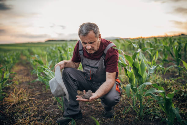istock Senior farmer examining soil at field 1163130435