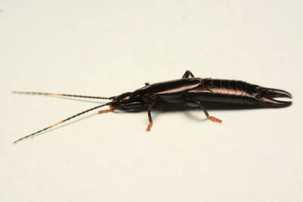 istock A male European earwig on a solid white background 1163132214