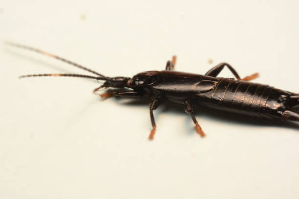 istock A male European earwig on a solid white background 1163132215