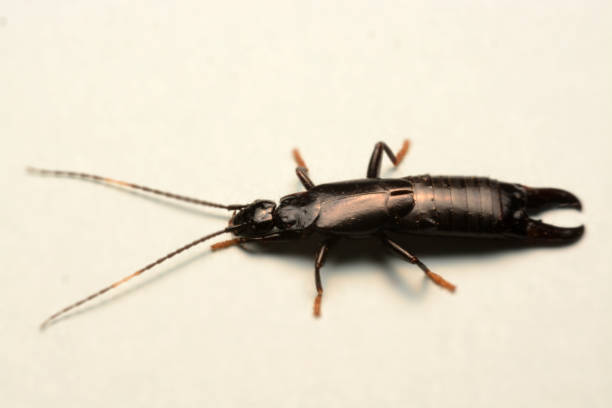 istock A male European earwig on a solid white background 1163132216
