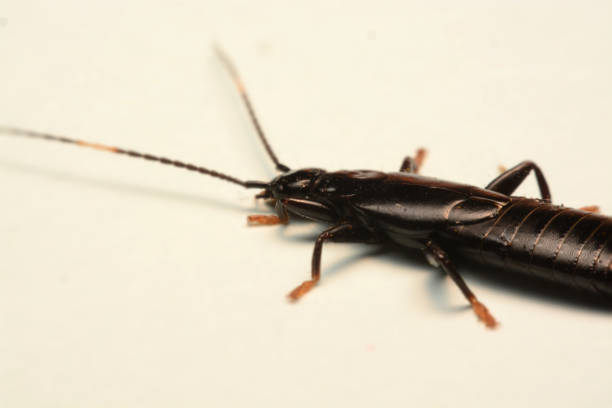 istock A male European earwig on a solid white background 1163132217