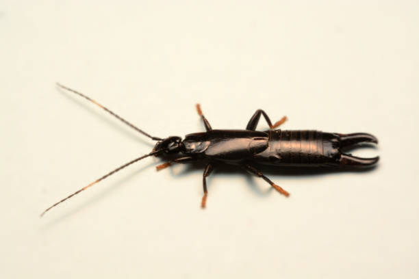 istock A male European earwig on a solid white background 1163132218