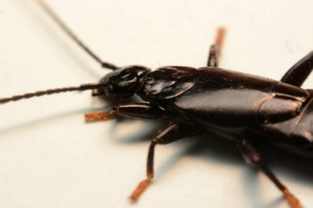 istock A male European earwig on a solid white background 1163132222