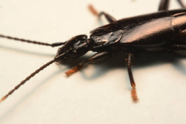 A male European earwig on a solid white background