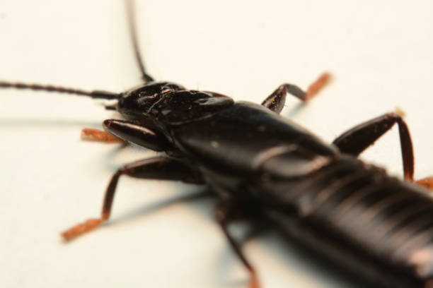 istock A male European earwig on a solid white background 1163132227