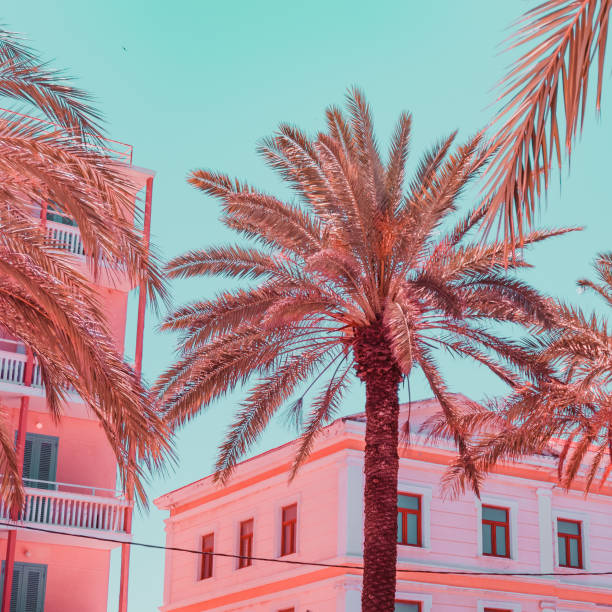 bâtiments et palmiers. style de plage tropicale. emplacement exotique - pink buildings photos et images de collection