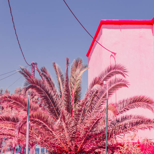 istock Palm tree. Tropical beach style. Infrared pink colors 1163132649