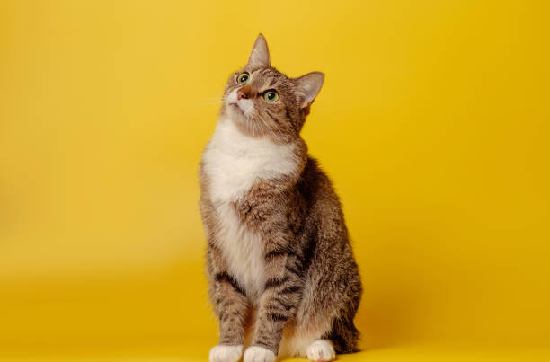 istock attentive cat on yellow background 1163132978