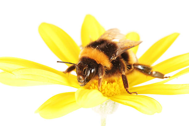 Honeybee collects pollen from a white Cosmos flower. High quality photo