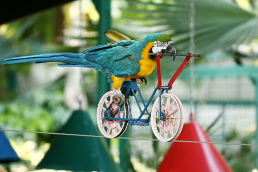 Macaw blue- golden parrot riding bicycle on a tightrope - Photo taken at the Hamat Gader zoo, Israel. More from this series: