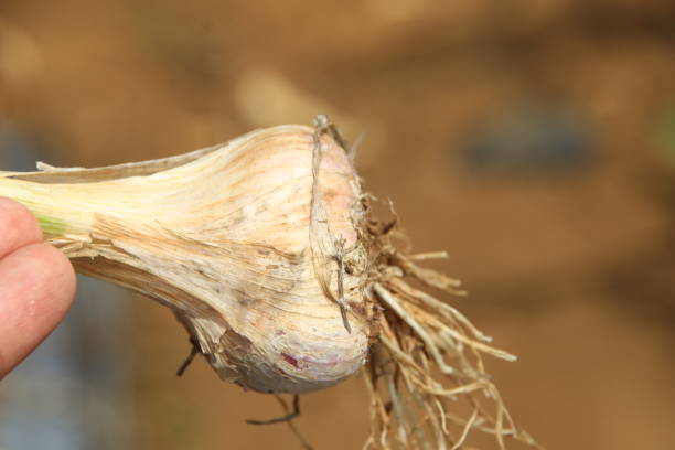 unpeeled heads of garlic on a white background. A useful vegetable for preventing colds and flu, increasing immunity. vitamins and antioxidants