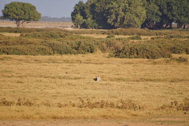 istock a cheetah in the grassland 1163136493