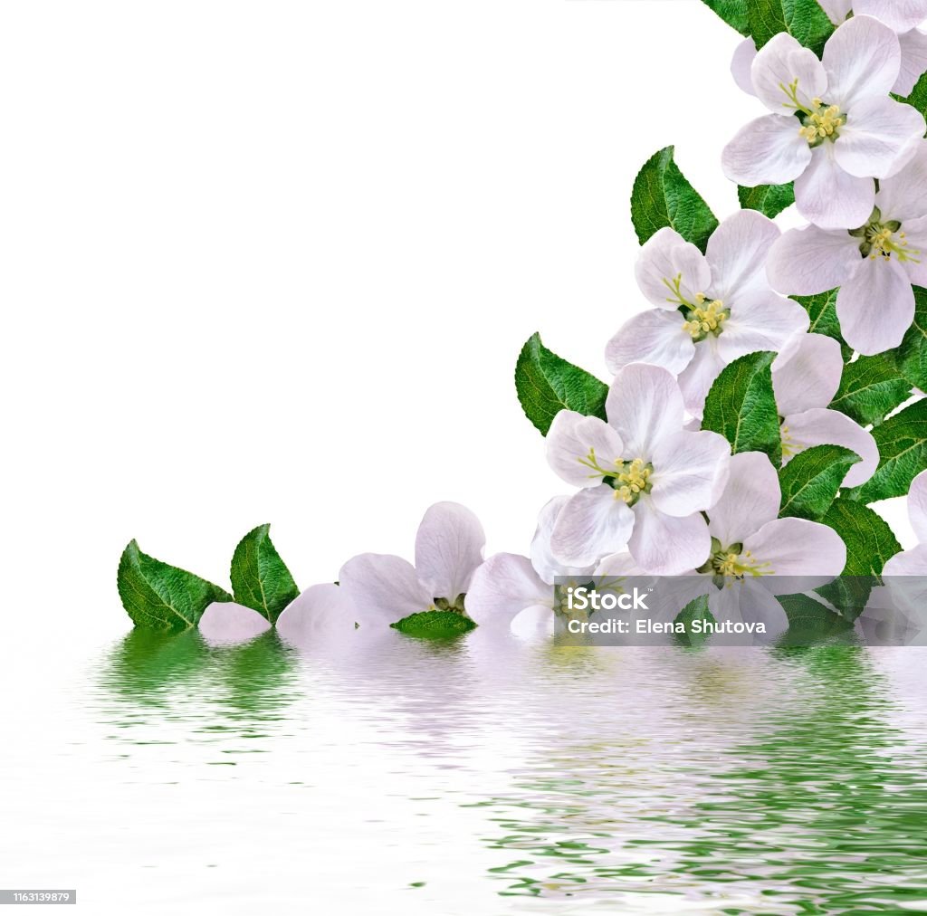 Hermosas Flores Blancas Delicadas De Flor De Manzana Foto de stock y más  banco de imágenes de Abstracto - iStock