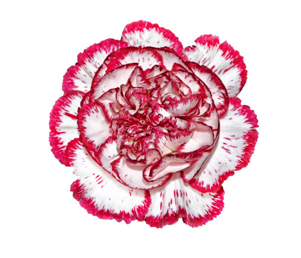 花のカーネーションの花束。 - campanula small flower bouquet ストックフォトと画像