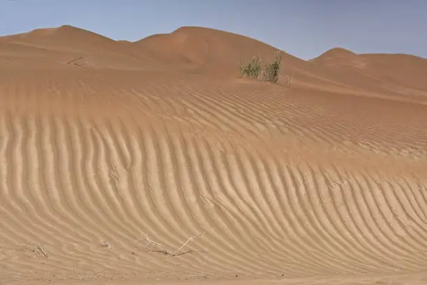 Chains of moving sand dunes cover the surface of the Taklamakan Desert some of them reaching up to 300 ms.high-small patches of reeds and tamarisks . Yutian Keriya county-Xinjiang Uyghur region-China.