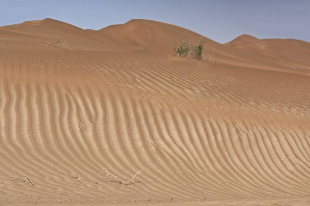 shifting sand dunes-takla makan desert. yutian keriya county-xinjiang uyghur region-china-0233 - sandscape imagens e fotografias de stock
