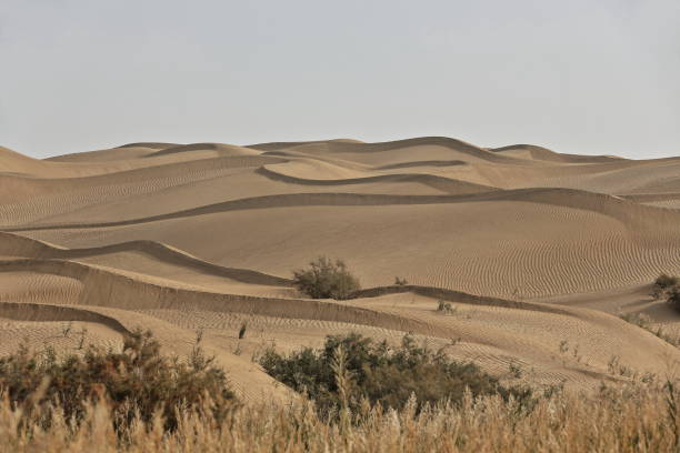 sand dunes-tamarisk shrubs of the taklamakan desert. keriya river banks-xinjiang-china-0205 - sandscape imagens e fotografias de stock