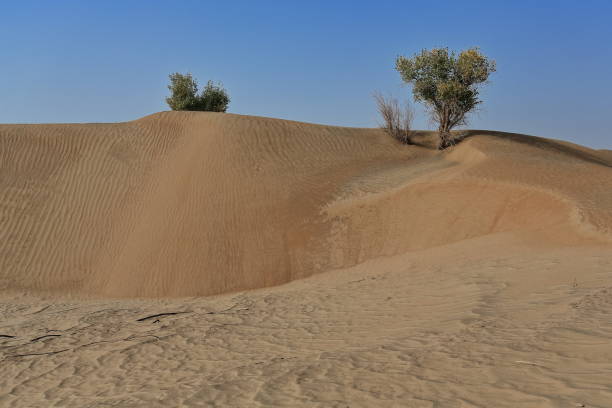 Several isolated desert poplar-Populus euphratica deciduous trees with bent-forked stem growing on the rim of a sand dune in the Taklamakan desert-Keriya county-Xinjiang Uyghur Autonomous region-China
