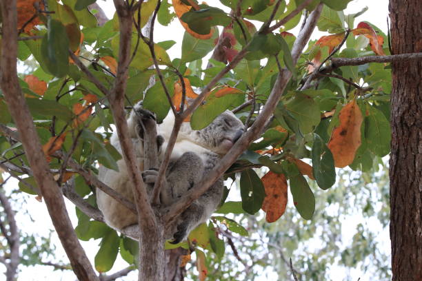 istock A Koala sits in a tree on Magnetic Island, Australia 1163140286
