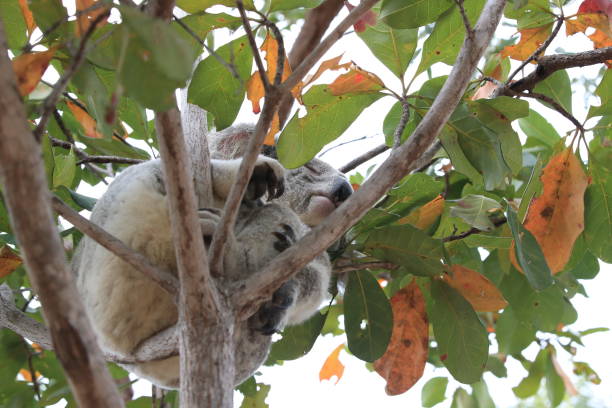 istock A Koala sits in a tree on Magnetic Island, Australia 1163140894