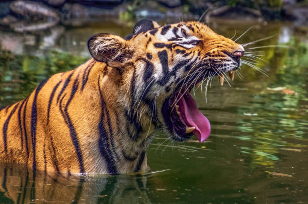 istock Royal Bengal tiger in close up view with open jaw 1163141033