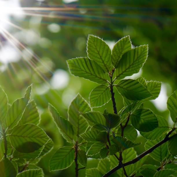 istock green tree leaves and branches in the nature in summer 1163142965